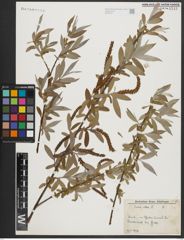 Foto von Salix alba L.